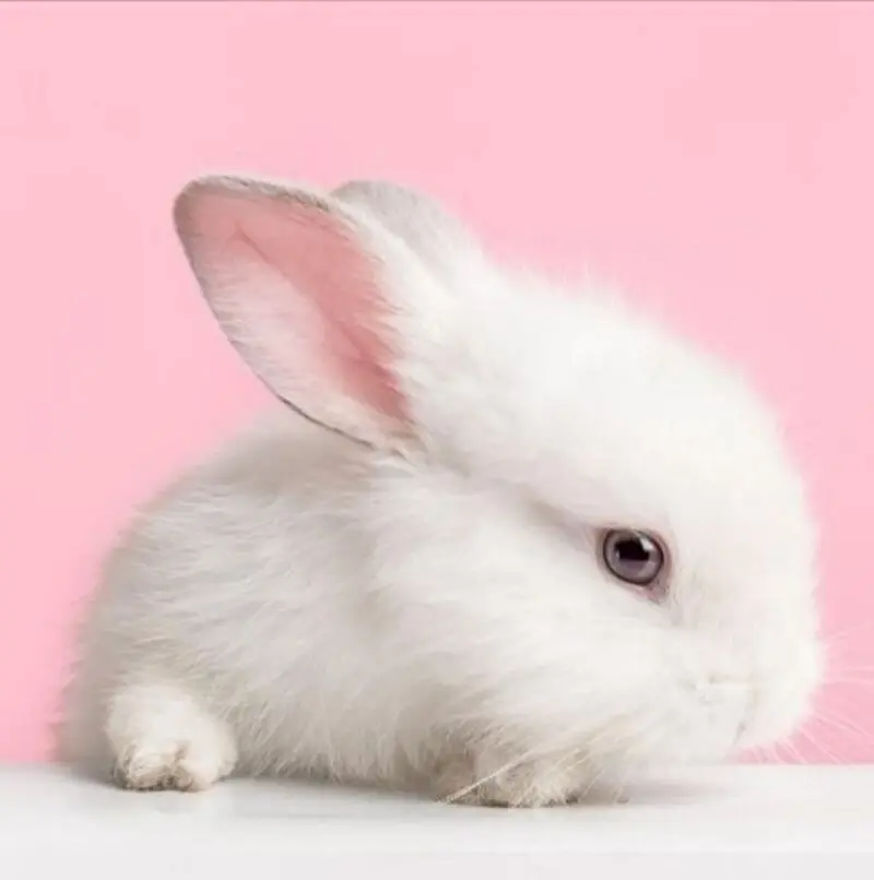 Condolence image of Ostersonntag