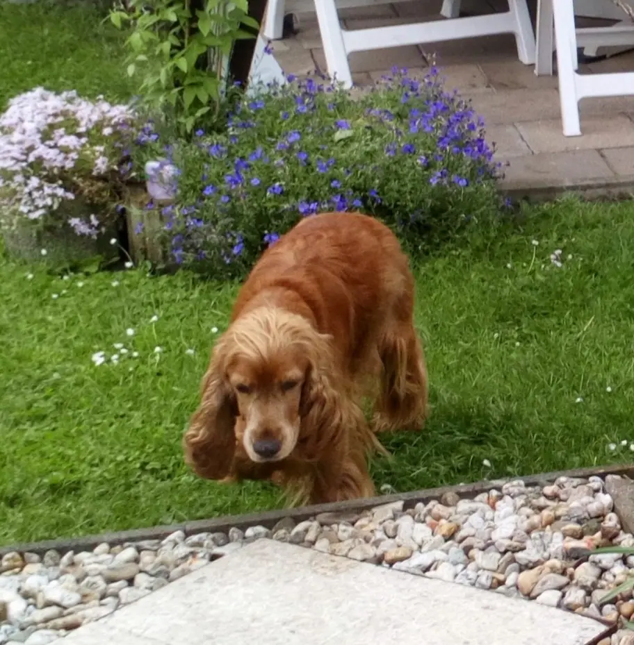 Condolence image of Papa