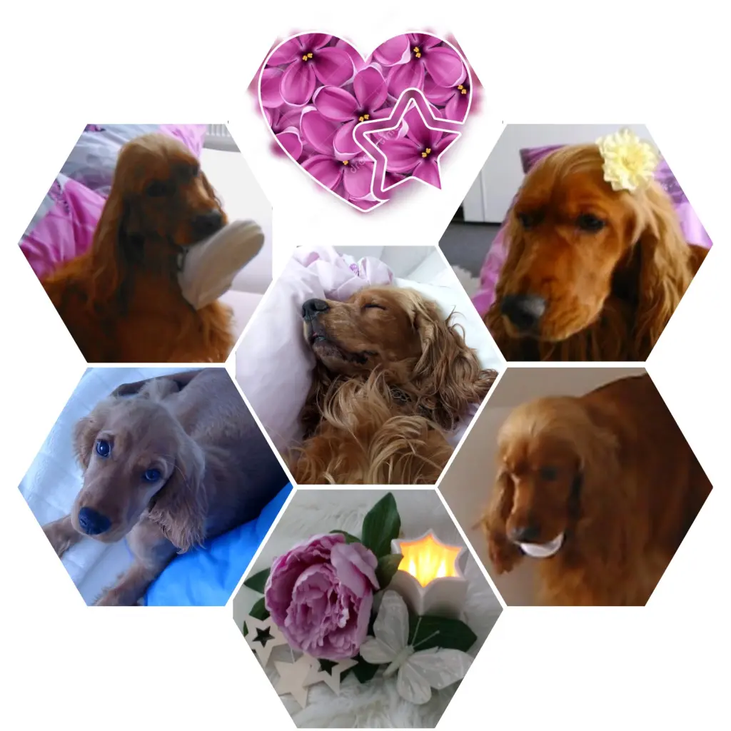 Condolence image of Mama in ewiger Liebe ❤ 