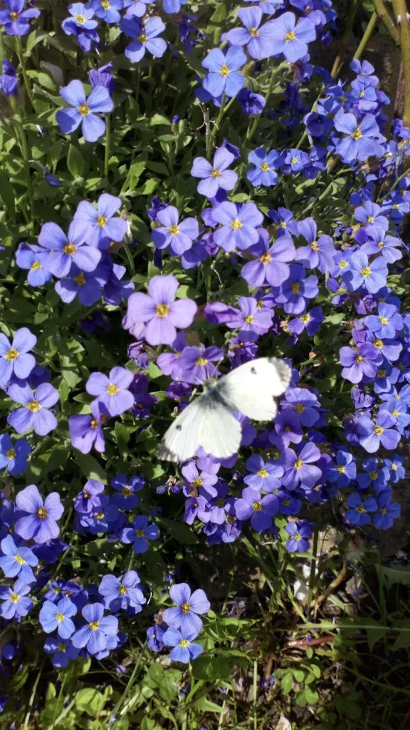 Condolence image of Mama in ewiger Liebe ❤ 