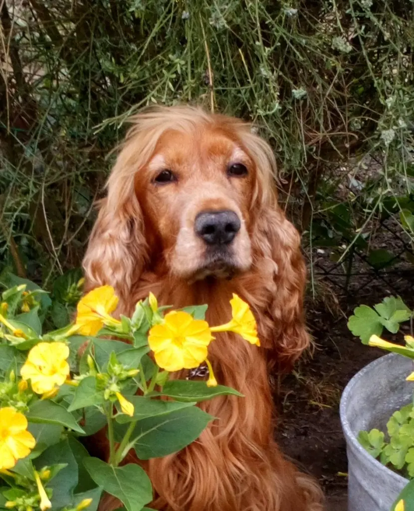 Condolence image of Christi Himmelfahrt 