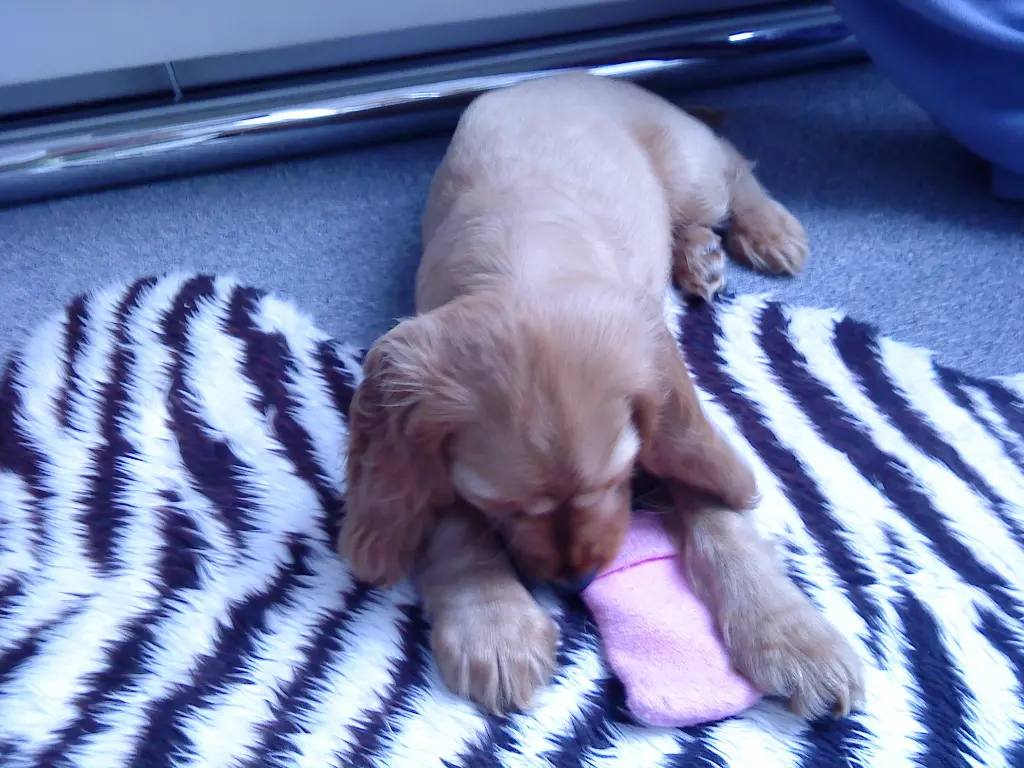 Condolence image of Chris 