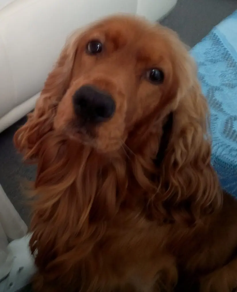 Condolence image of Mama in ewiger Liebe ❤ 