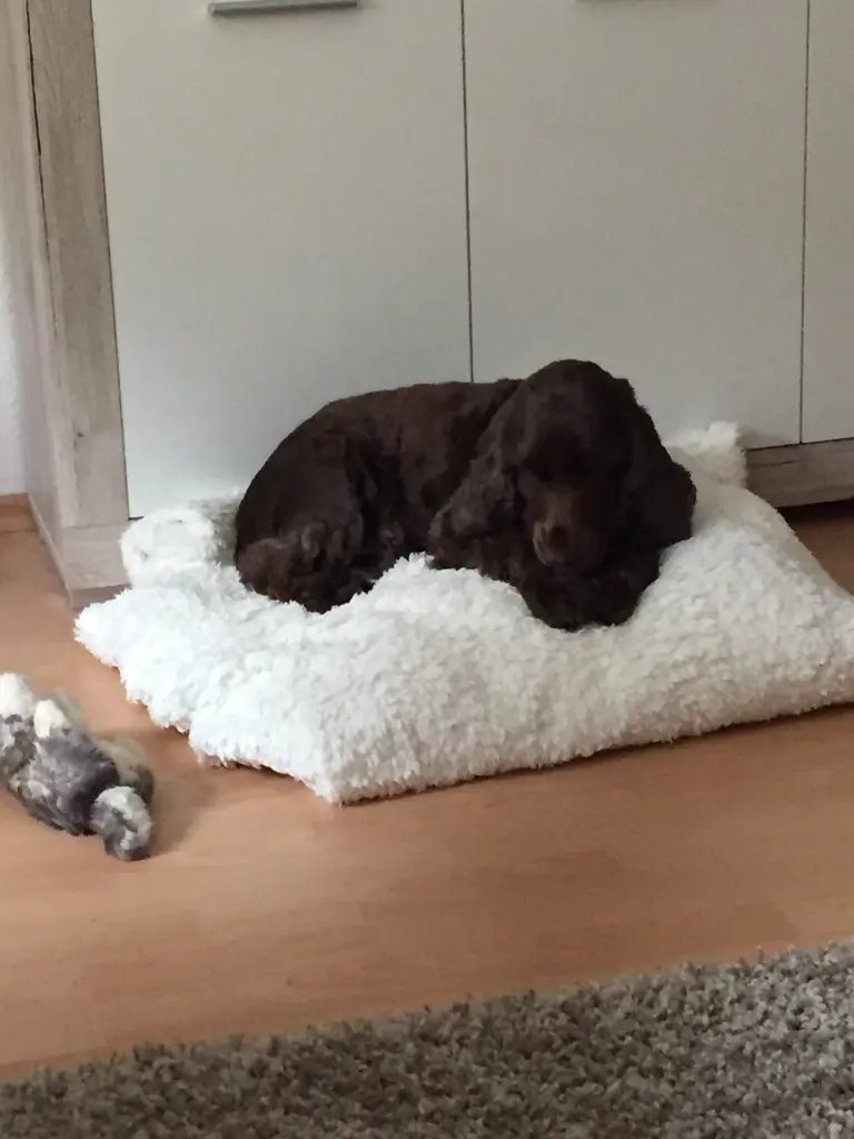 Condolence image of Kerstin mit Linus im ❤️