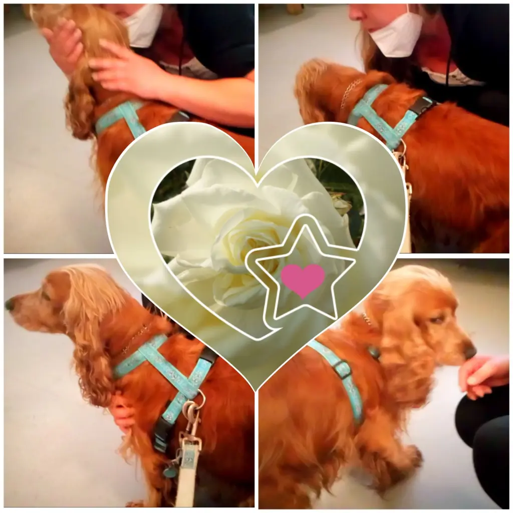 Condolence image of Mama & Papa in ewiger Liebe ❤