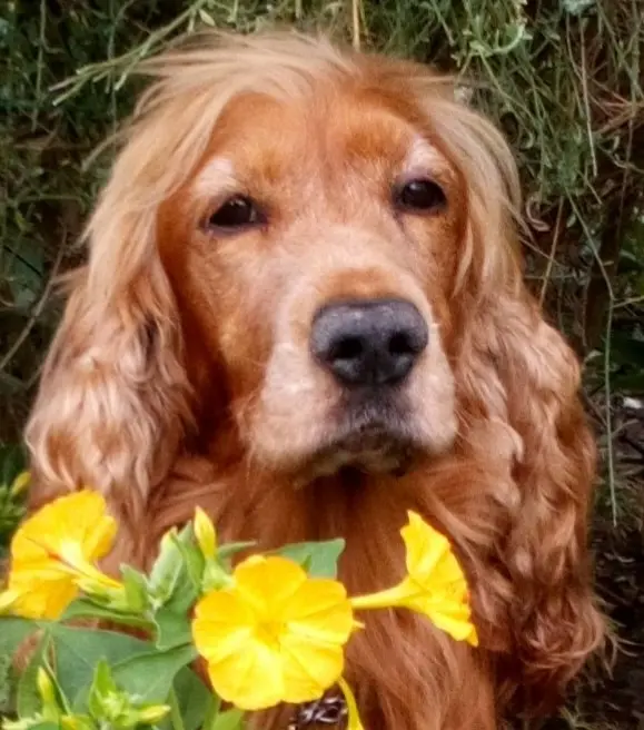 Condolence image of Mama in ewiger Liebe ❤ 