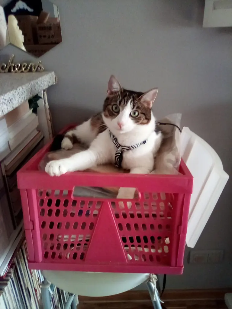 Condolence image of Beate und Arne mit Elvis im Herzen ❤