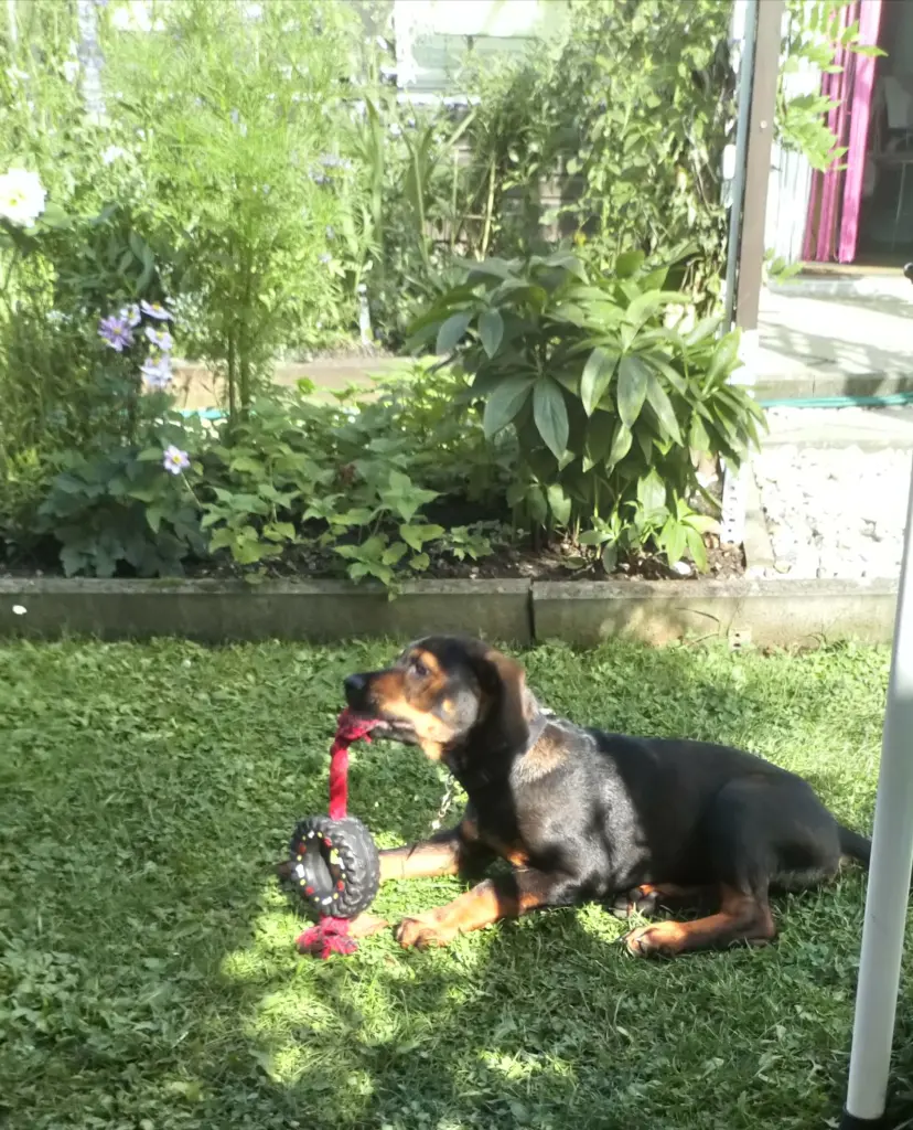 Condolence image of Mama in ewiger Liebe ❤