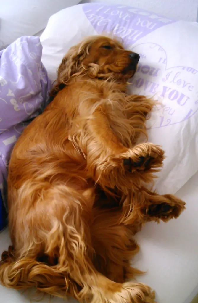 Condolence image of Mama in ewiger Liebe ❤