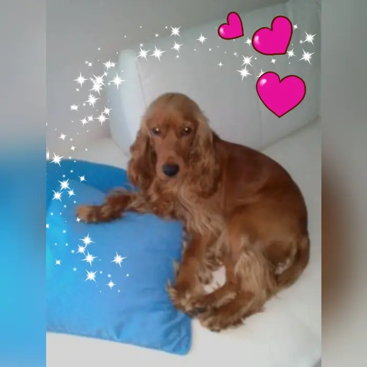 Condolence image of Du fehlst.... ❤ 