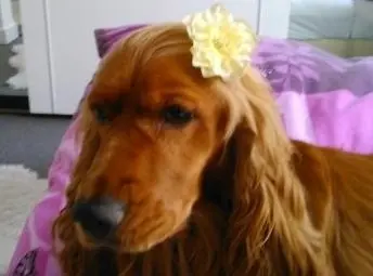 Condolence image of Mama in ewiger Liebe ❤ 