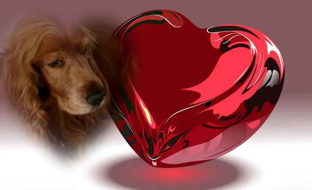 Condolence image of ❤ In ewiger Liebe und Dankbarkeit ❤