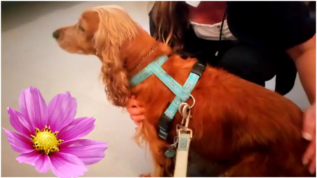 Condolence image of Mama ❤ 