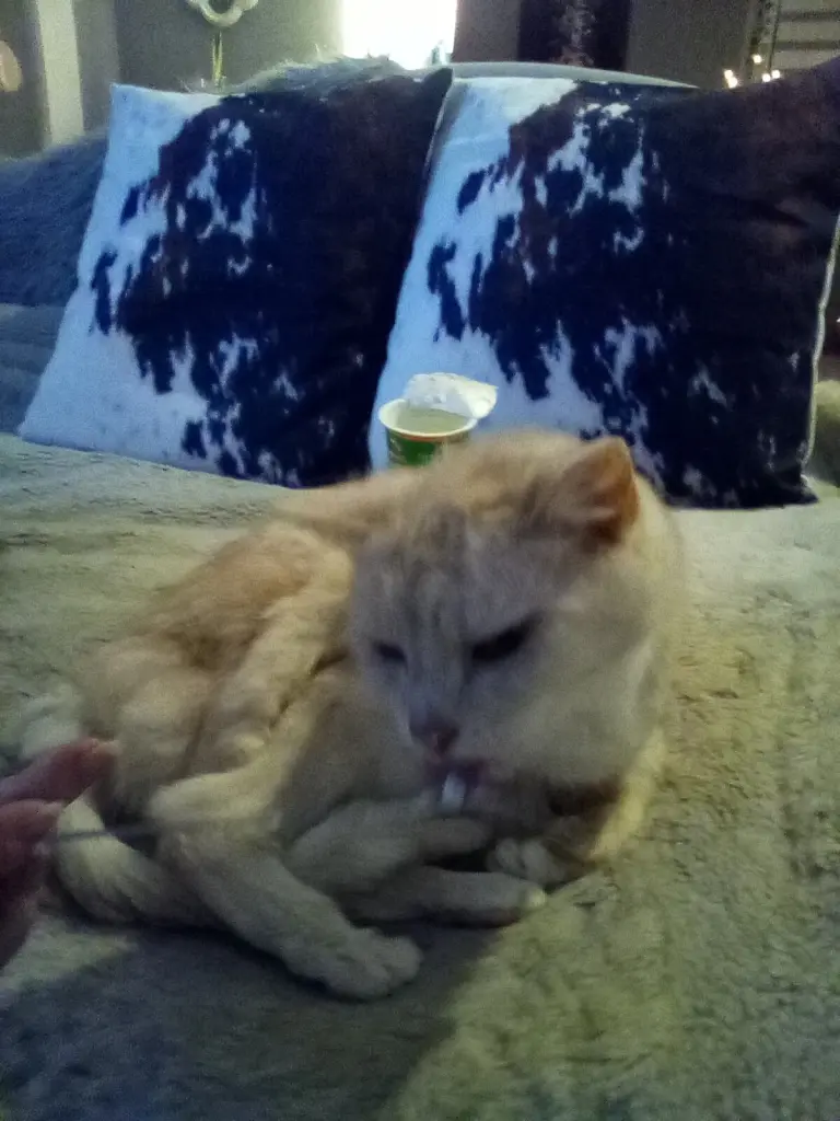 Condolence image of Beate und Arne mit Elvis im Herzen ❤