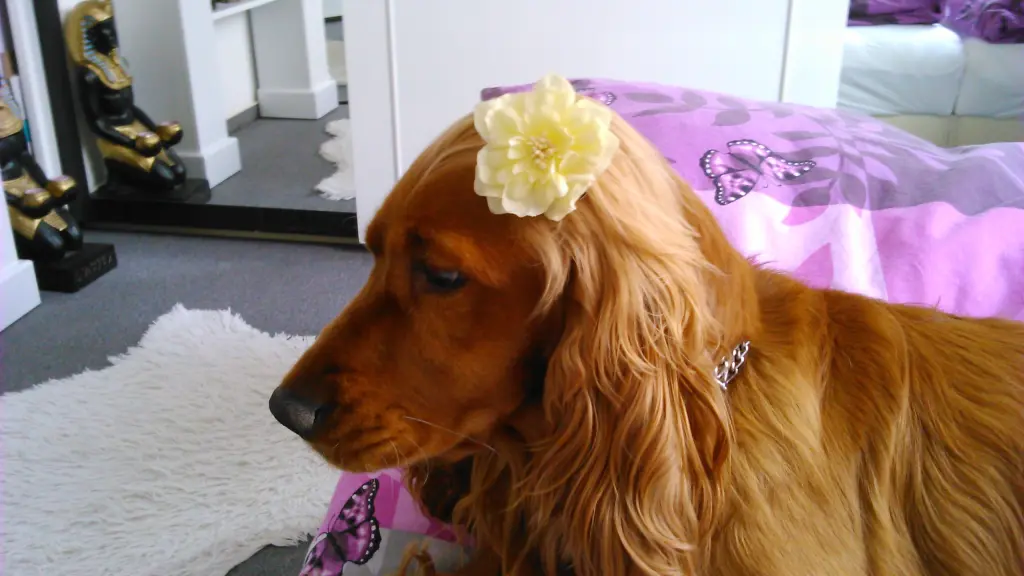 Condolence image of Mama in ewiger Liebe und Dankbarkeit ❤