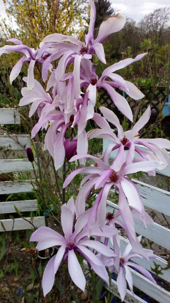 Condolence image of Mama ❤ 