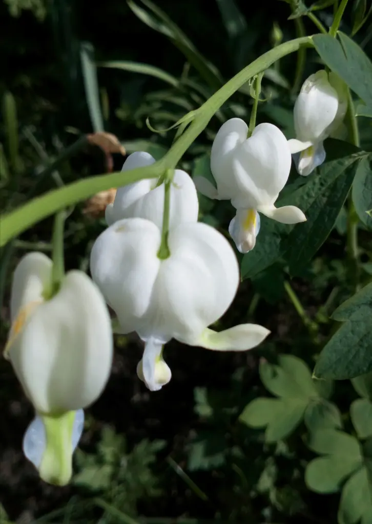 Condolence image of Mama in ewiger Liebe ❤ 