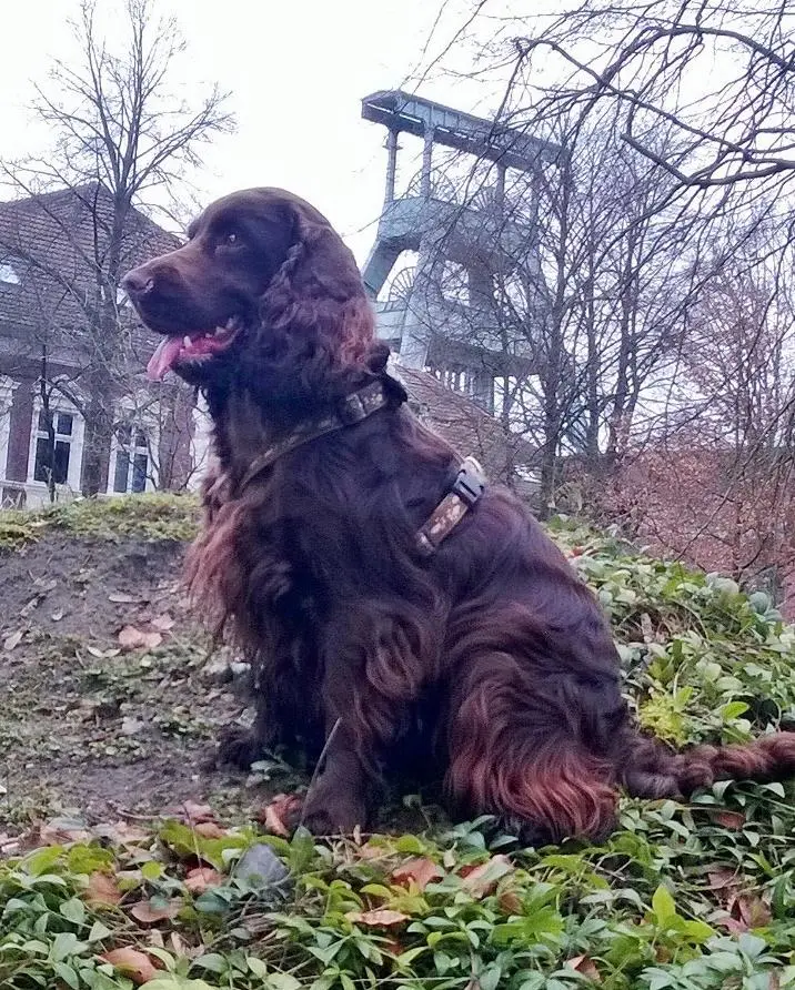 Condolence image of Kerstin mit Linus ❤️