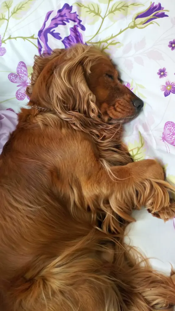 Condolence image of Deine Dich immer liebende Mama ❤