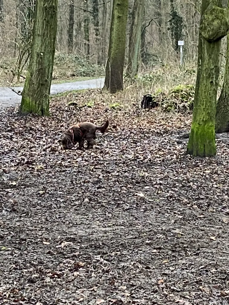 Condolence image of Kerstin mit Linus ❤️