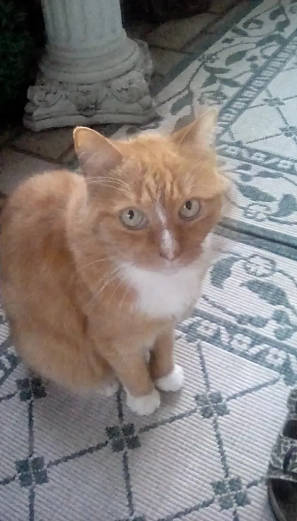 Condolence image of Danke von Presley