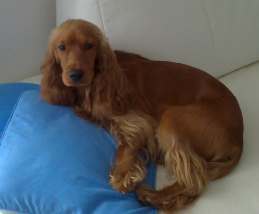 Condolence image of Deine Dich immer liebende Mama ❤️