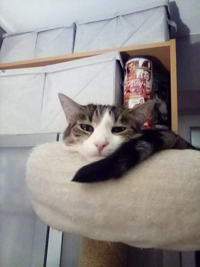 Condolence image of  Beate mit Elvis im Herzen ❤