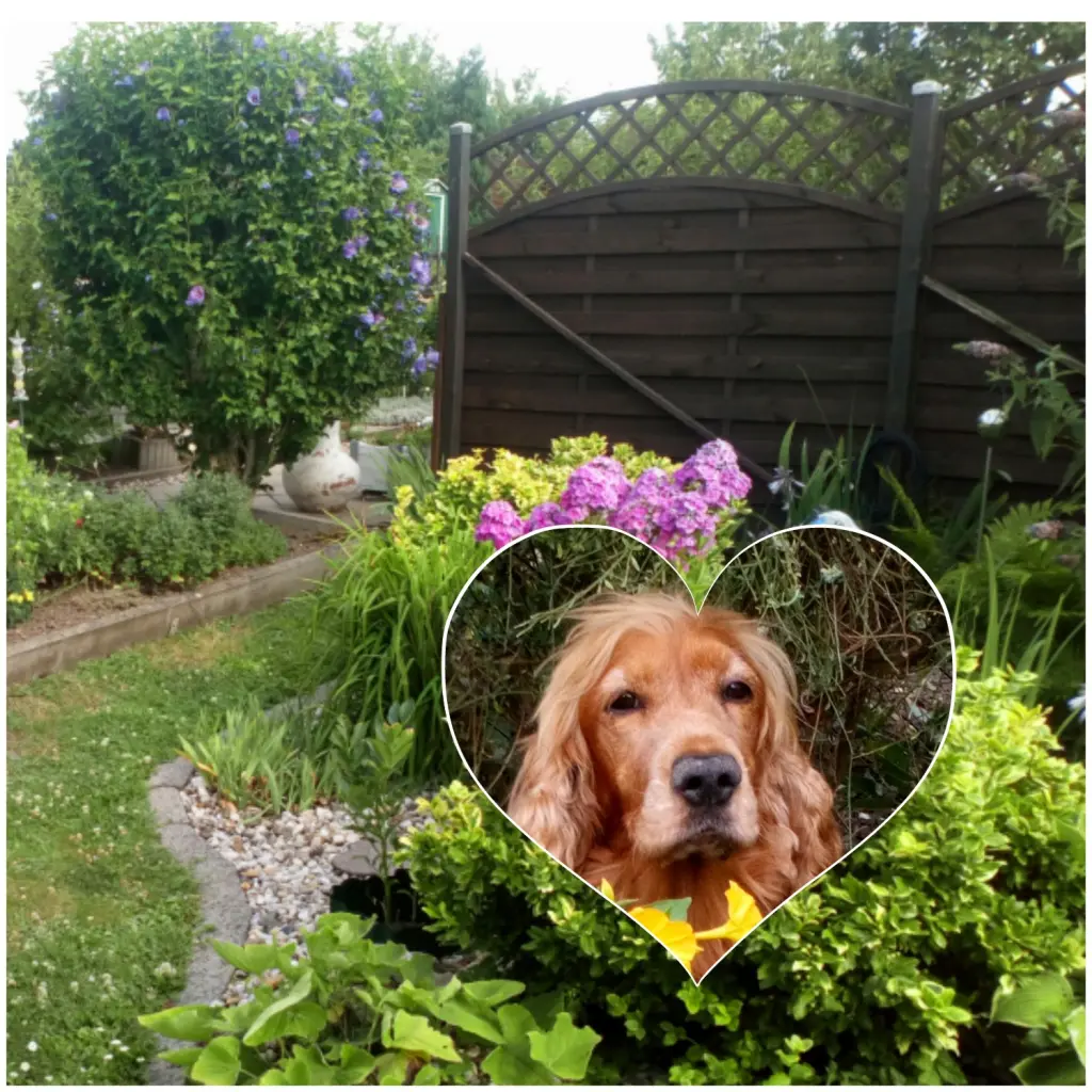 Condolence image of In ewiger Liebe ❤️ & Dankbarkeit 