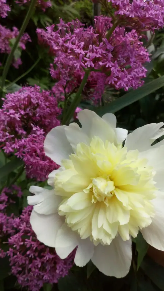 Condolence image of Mama in ewiger Liebe und Dankbarkeit ❤️