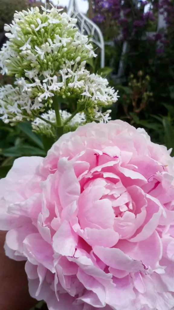 Condolence image of Mein lieber Diego ❤️, mein süßer Zuckerbubele ❤️