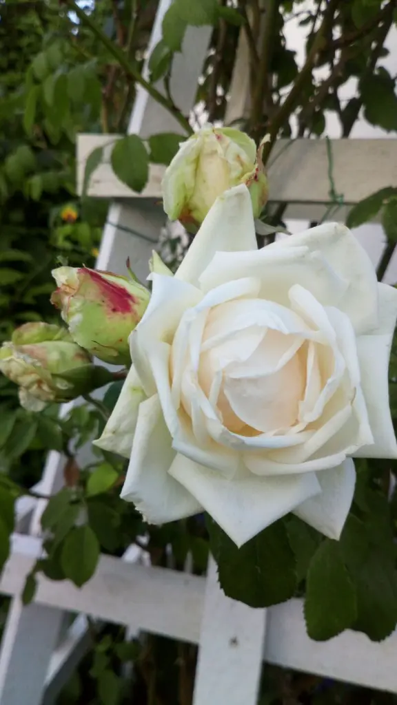 Condolence image of Immer im ❤️... und doch auf ewig vermisst