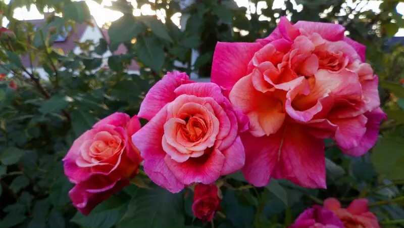 Condolence image of ......