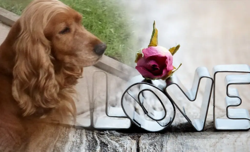 Condolence image of Mama in ewiger Liebe ❤️