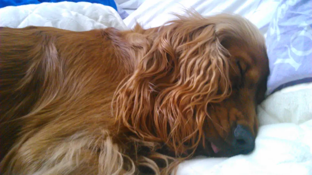 Condolence image of Deine Dich immer liebende Familie ❤️