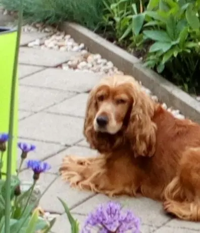 Condolence image of Deine, Dich ❤️ immer liebende und traurige Mama