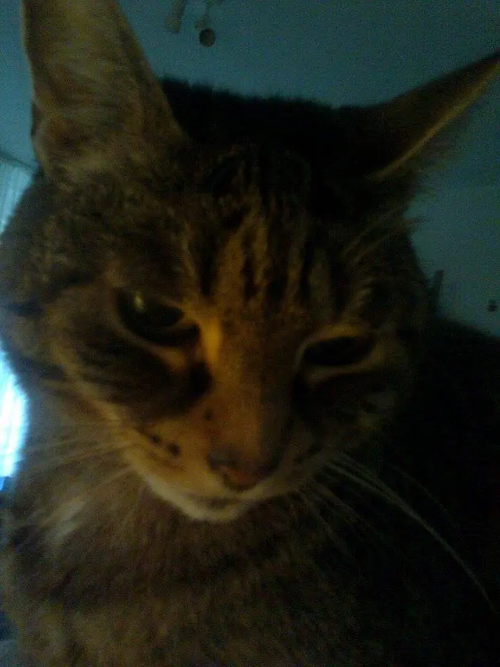 Image from Mietzie