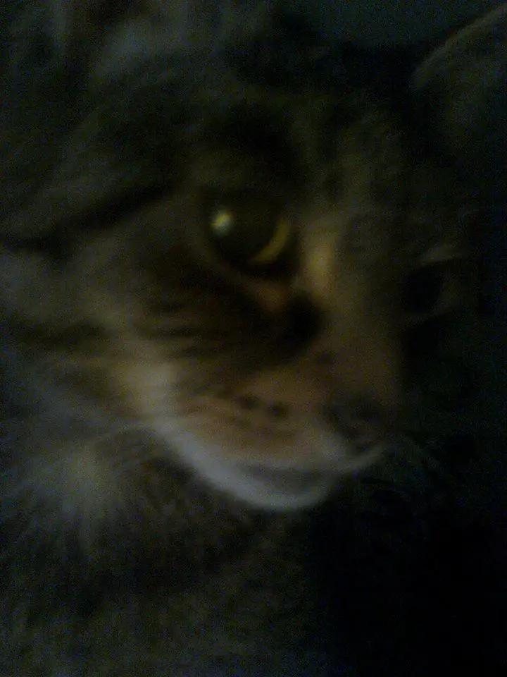 Image from Mietzie
