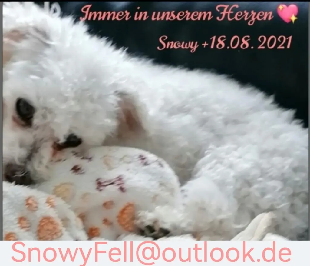 Condolence image of Gaby mit Snowy ❤️