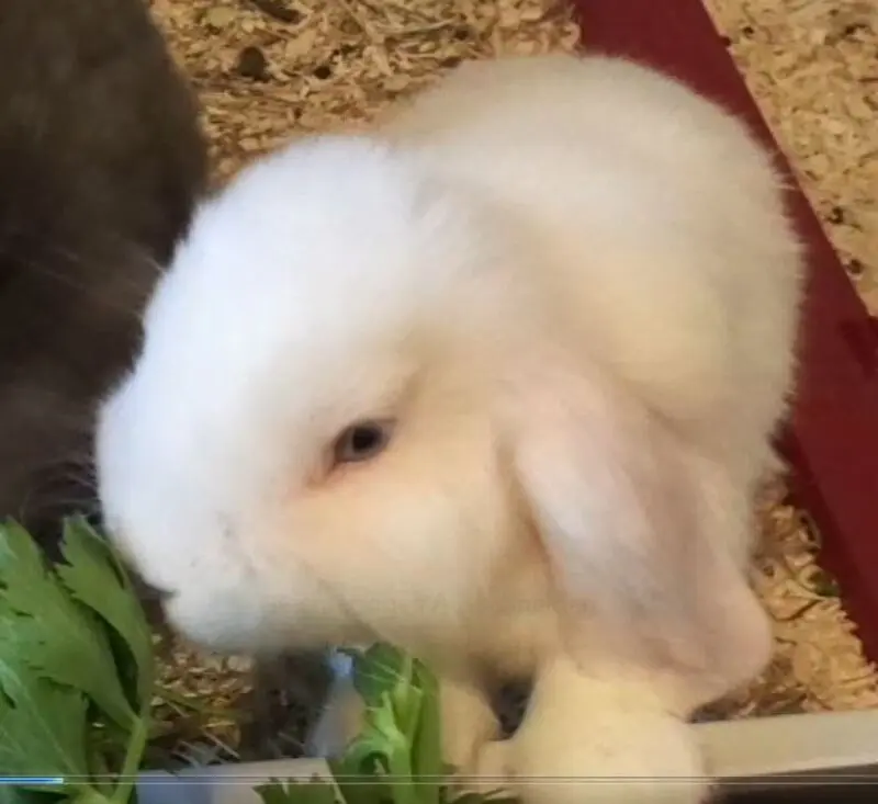 Andachtsbild von Armin und Birgit mit Mofy im Herzen