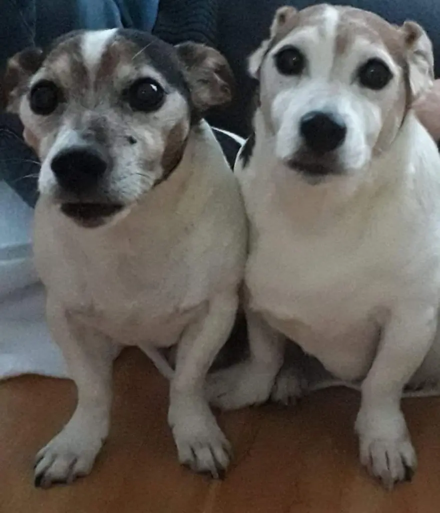 Andachtsbild von von Ilona mit Rex und Rocky ganz tief im Herzen ❤️ ❤️