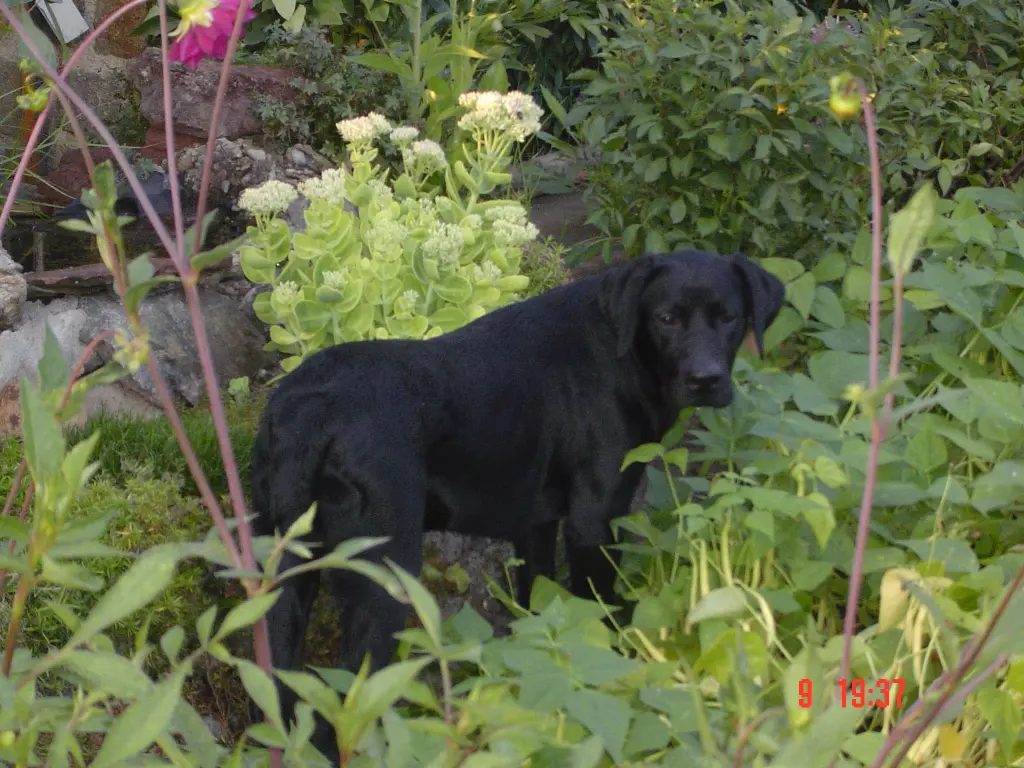 Condolence image of Herrchen