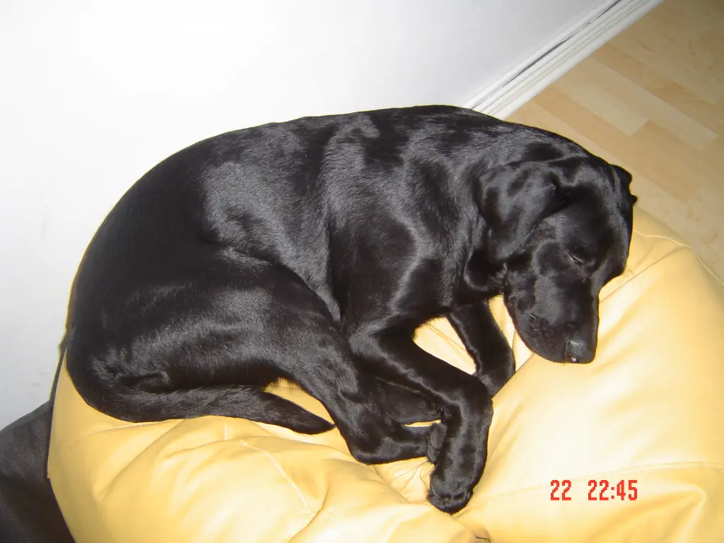Condolence image of Dein Frauchen