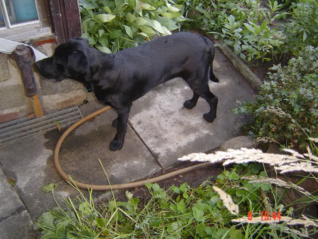 Condolence image of Herrchen