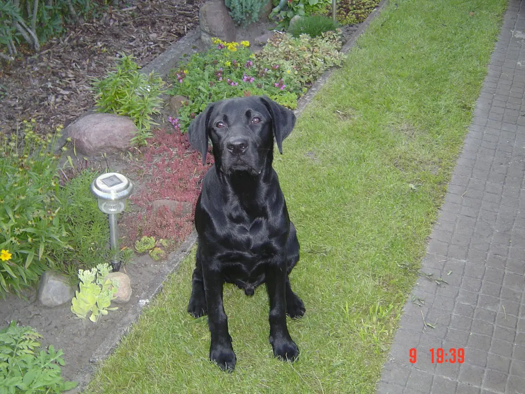 Condolence image of Herrchen