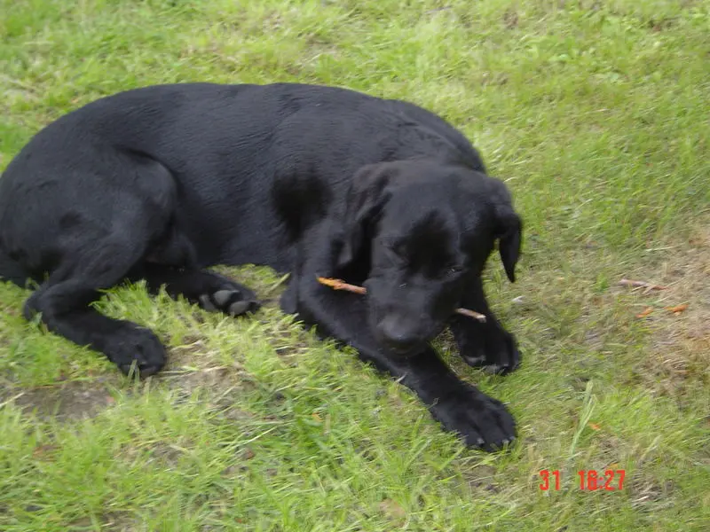 Condolence image of Herrchen