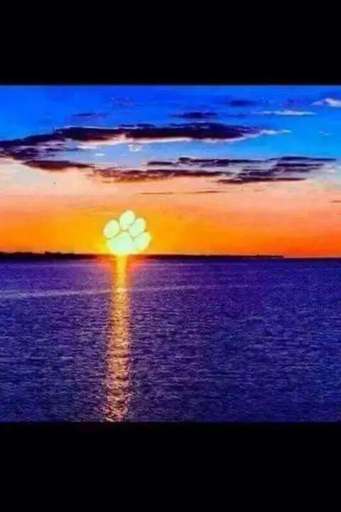 Condolence image of dein Frauchen