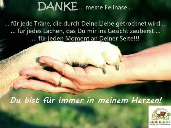Condolence image of dein Frauchen