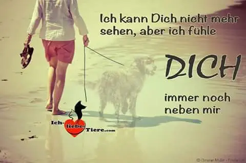 Condolence image of dein Frauchen