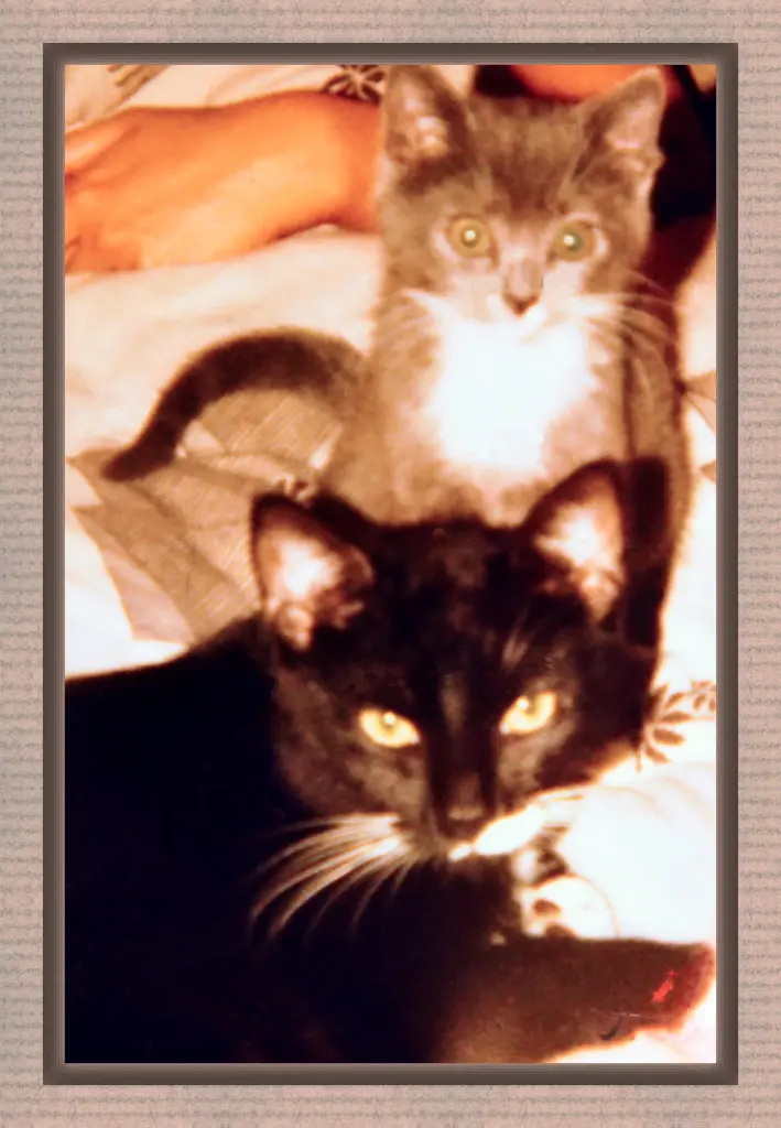 Condolence image of Birgitt mit Dinah,Püppi,Bonny,Cindy,Miez