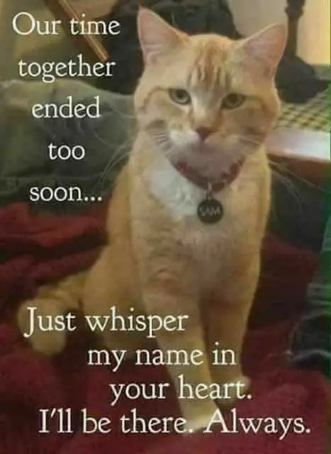 Andachtsbild von Andrea mit Minki im ♥️ gest. 19.10.2020